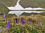 05 Soldanella pusilla (Soldanella della silice) al Laghetto di Ponteranica inferiore